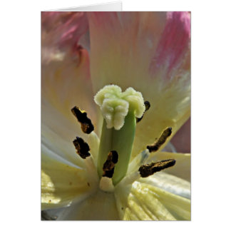 All About Pollen Cards