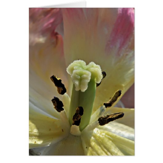 All About Pollen Cards (Front)