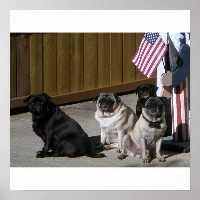 All American Pugs Poster (Front)