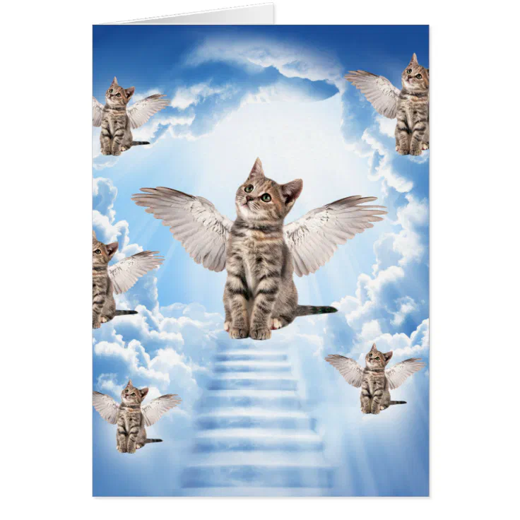 do cats go to heaven when they die