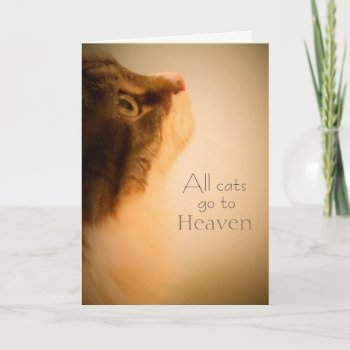 All Cats Go To Heaven Sympathy Card by Siberianmom at Zazzle
