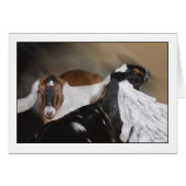 All Ears (Front Horizontal)