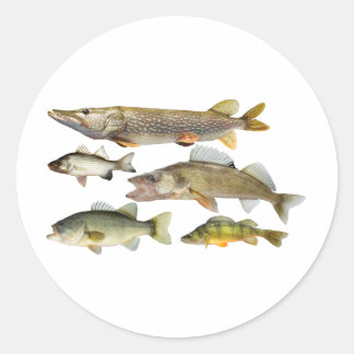 all-Fish Classic Round Sticker