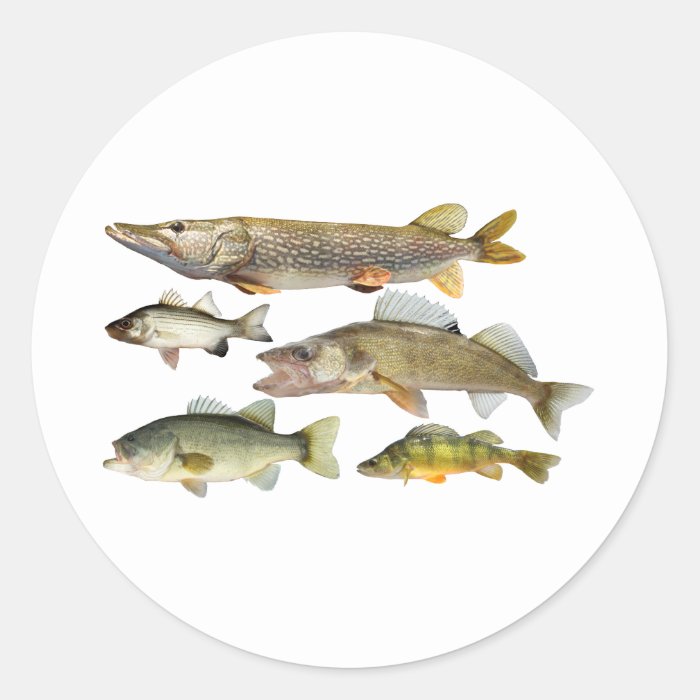 all Fish Sticker