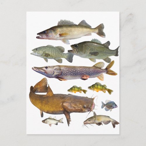 all game fish postcard