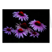 All occasion (Front Horizontal)