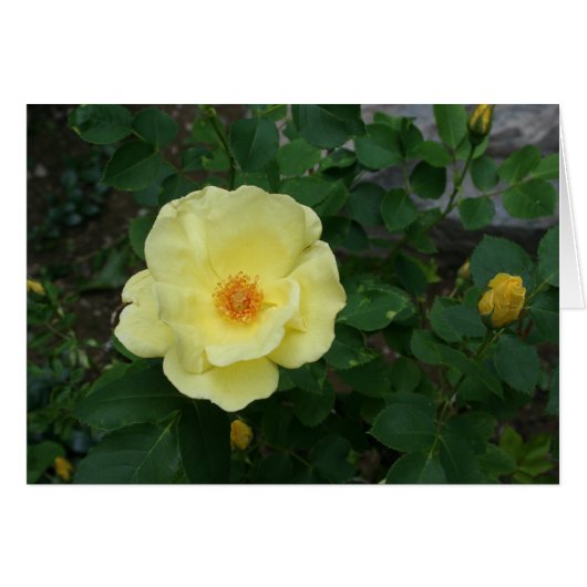 All Occasion Card (Front Horizontal)