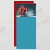 All Occasion Colorful Parrots (Front/Back)