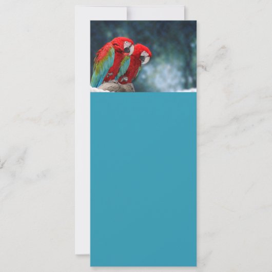 All Occasion Colorful Parrots (Front)