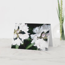 All Occasion Greeting Card (Blank Inside)