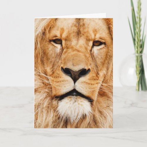 All Occasion Orange Lion Greeting Card