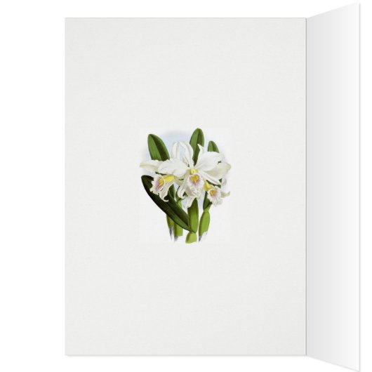 All Occasion White Orchid Greeting Card (Inside (Left))