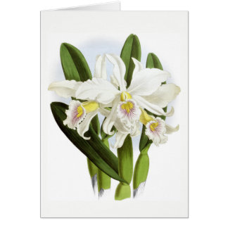 All Occasion White Orchid Greeting Card
