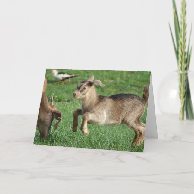 All Occasions Happy Baby Goat Card (Front)