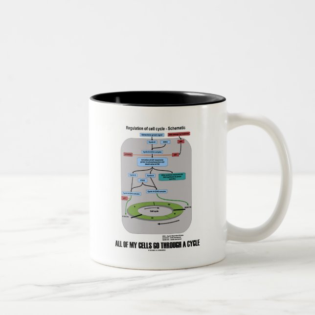 All Of My Cells Go Through A Cycle (Biology) Two-Tone Coffee Mug (Right)