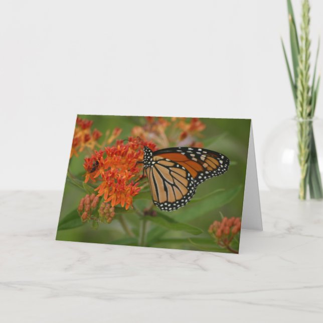 All Orange Card (Front)