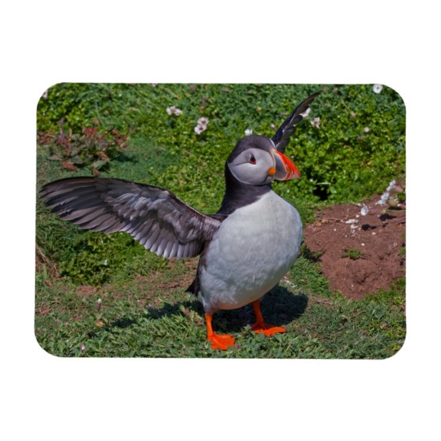 All Puffed Up Flexi Magnet (Horizontal)