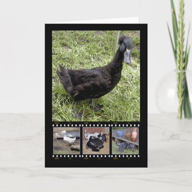 All Quacked Up Film Strip Greeting Cards (Front)