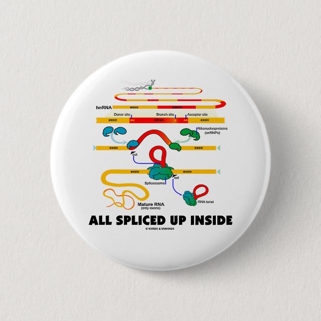 All Spliced Up Inside (RNA Splicing) Pinback Button (Front)