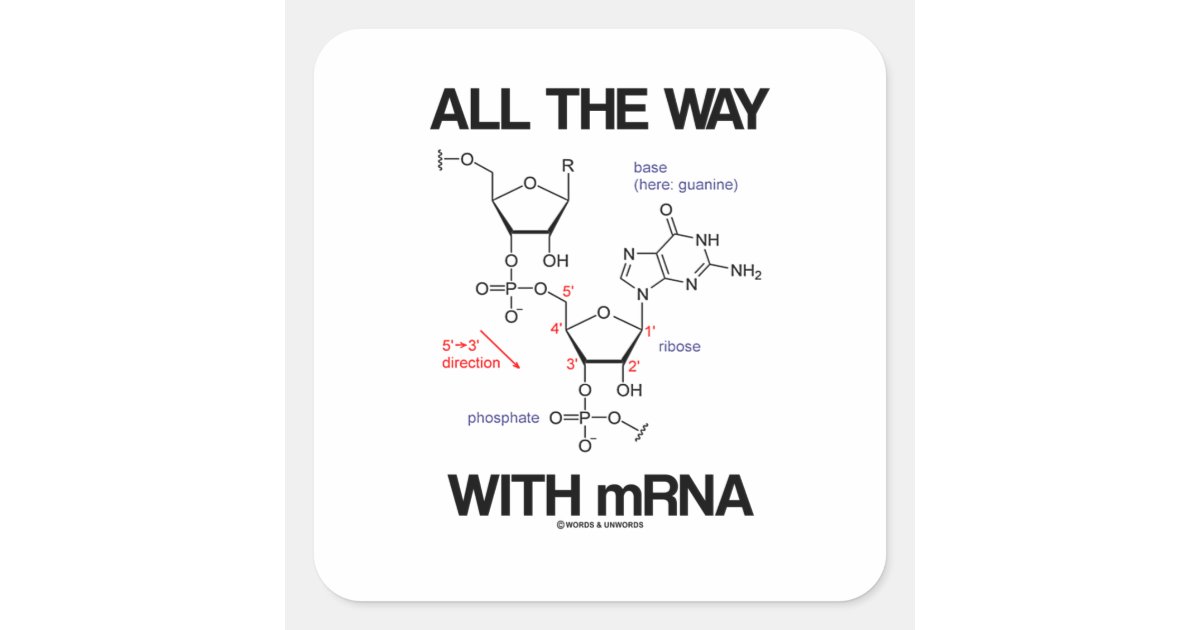 Mrna Sticker All The Way With mRNA Messenger RNA Molecular Bio Square Sticker | Zazzle