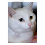 All-White Shorthair Cat Greeting/Note Cards