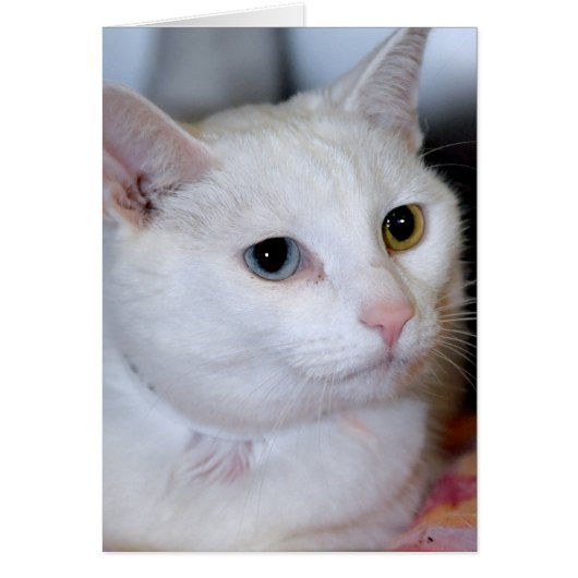 All-White Shorthair Cat Greeting/Note Cards (Front)