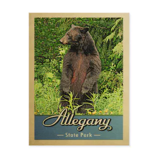 Allegany State Park Vintage Bear Postcard Allegany State Park Vintage Bear Postcard