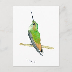 Allen's hummingbird postcard