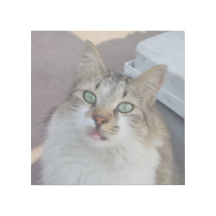 Alley Cat 12" x 12" Gallery Wrap
