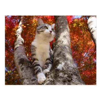 Alley cat niyan good fortune< Tinted autumn leaves Postcard