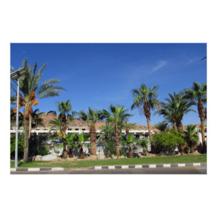 Alley of date palms poster