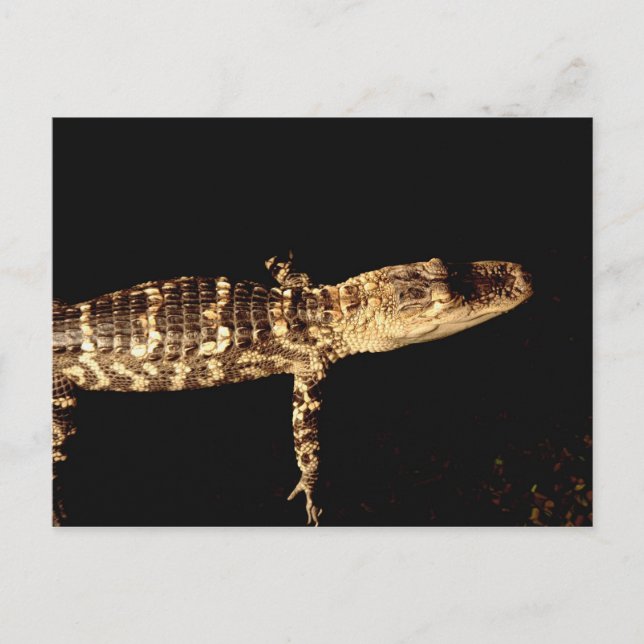 Alligator #3 postcard (Front)
