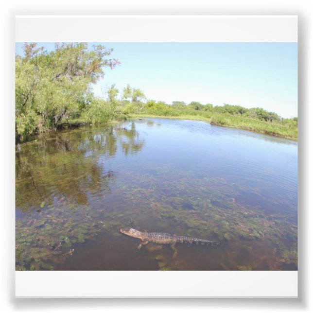 Alligator Alley Photo Print (Front)