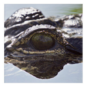 Alligator Allure: Acrylic Wall Art