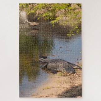 Alligator and Carrao bird In Florida wetlands