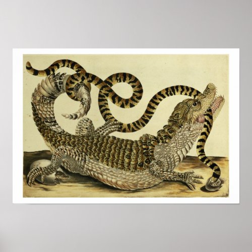 Alligator and Snake 1730 colored engraving Poster
