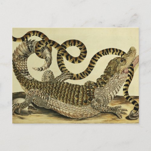 Alligator and Snake 1730 coloured engraving Postcard