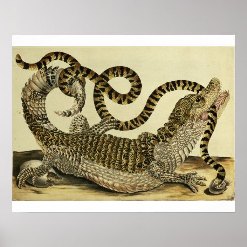 Alligator and Snake 1730 coloured engraving Poster