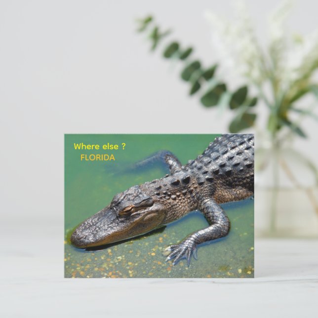 Alligator at florida postcard (Standing Front)