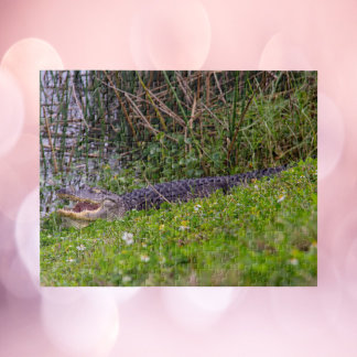 Alligator at Florida Wetlands Photograph Jigsaw Puzzle