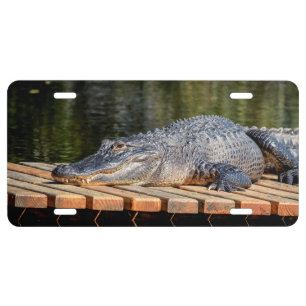 Alligator at Homosassa Springs Wildlife State Park License Plate
