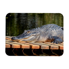 Alligator at Homosassa Springs Wildlife State Park Magnet