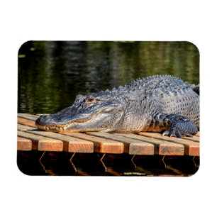 Alligator at Homosassa Springs Wildlife State Park Magnet