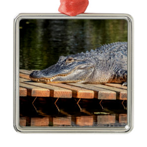 Alligator at Homosassa Springs Wildlife State Park Metal Ornament