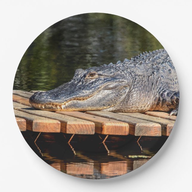 Alligator at Homosassa Springs Wildlife State Park Paper Plates (Front)