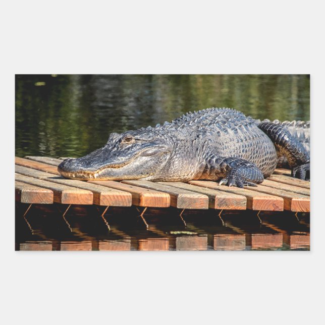 Alligator at Homosassa Springs Wildlife State Park Rectangular Sticker (Front)