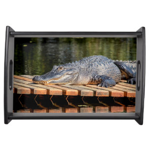 Alligator at Homosassa Springs Wildlife State Park Serving Tray