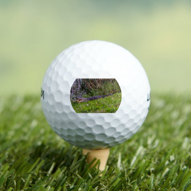 Alligator at Viera Wetlands Florida Photograph Golf Balls (Insitu Tee)