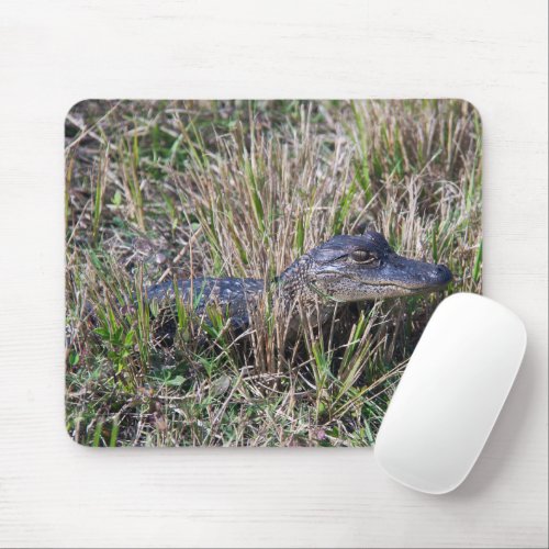 Alligator Baby Animal Cute Photograph Mouse Pad