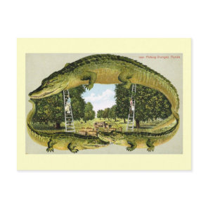 Alligator Border Picking Oranges, Florida Vintage Postcard